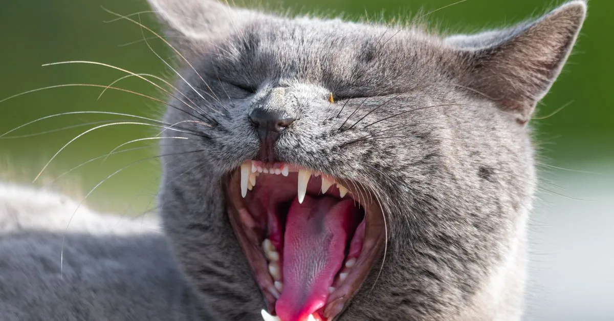 découvrez les causes courantes de la mauvaise haleine chez les chats et apprenez comment prévenir et traiter ce problème pour assurer la santé bucco-dentaire de votre compagnon félin.