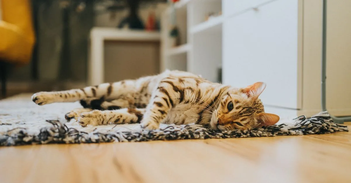 découvrez comment vivre en appartement avec un chat bengal : conseils, astuces et aménagements pour assurer le bien-être de votre félin actif en espace restreint.
