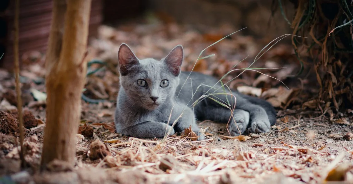 découvrez la meilleure litière pour chat offrant un contrôle optimal des odeurs, pour un intérieur frais et agréable au quotidien.