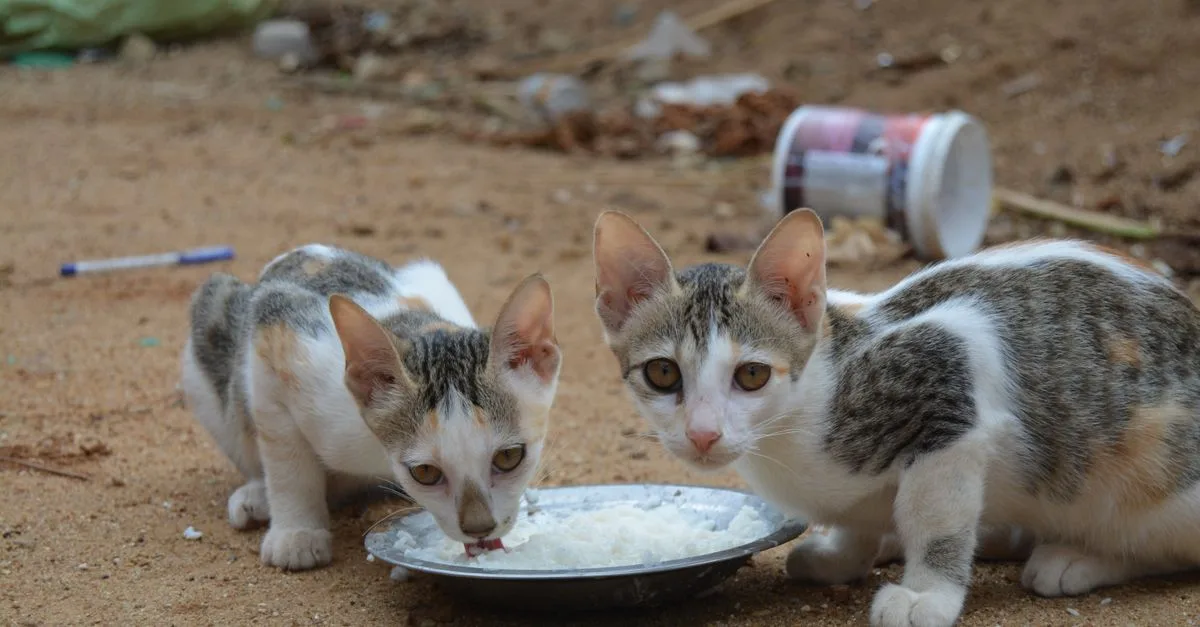 découvrez la meilleure nourriture humide pour chat stérilisé, spécialement formulée pour répondre à ses besoins nutritionnels et maintenir sa santé optimale.