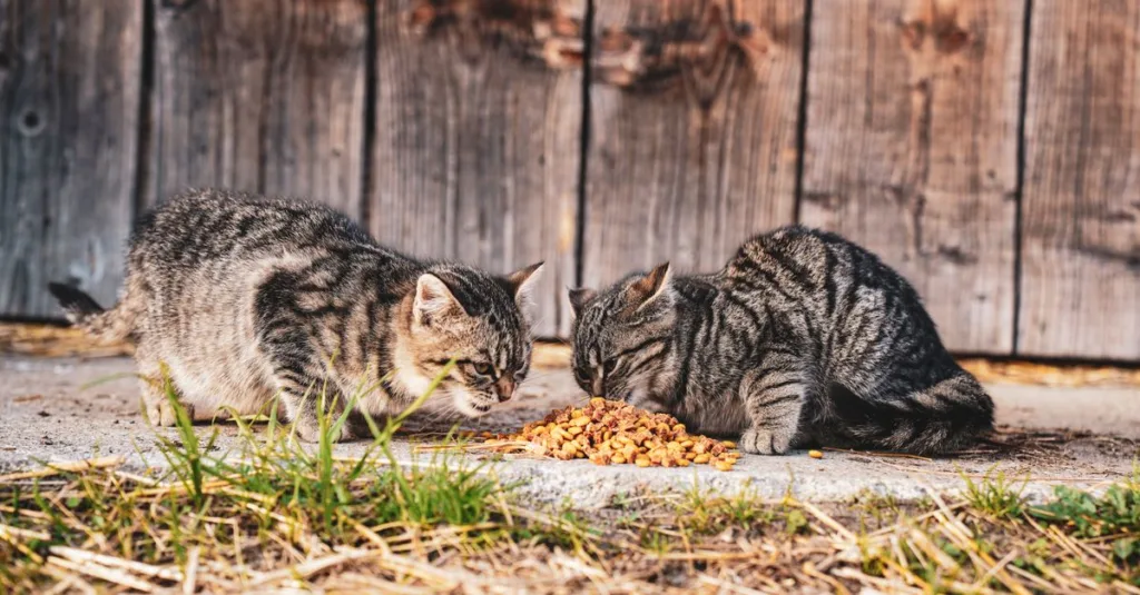 découvrez la meilleure nourriture humide pour chat stérilisé, conçue pour répondre à ses besoins spécifiques en santé et nutrition.