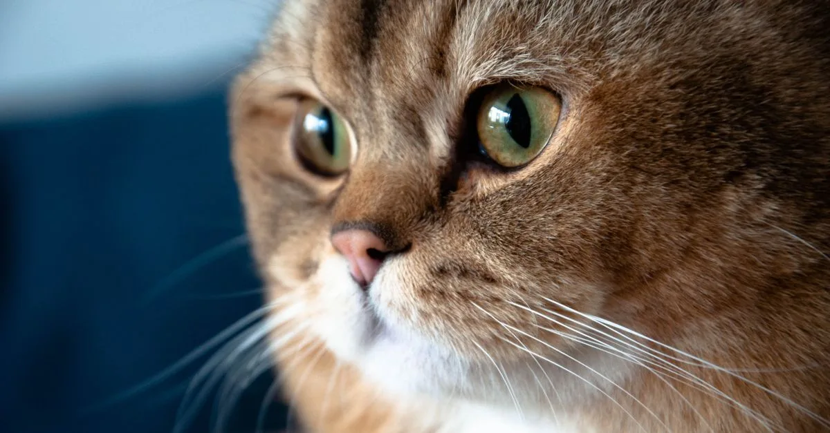découvrez tout sur la mue du british shorthair : fréquence, conseils pour gérer la perte de poils et maintenir un pelage sain et brillant.