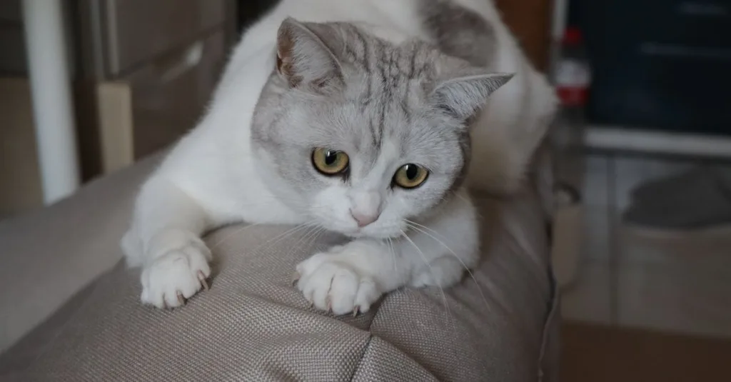 découvrez tout sur la mue du british shorthair : fréquence, astuces pour réduire la perte de poils et conseils d'entretien adaptés.