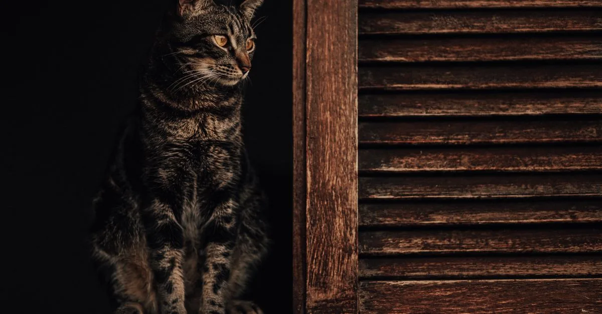 découvrez combien de temps un chat peut rester seul à la maison, avec des conseils pour assurer son bien-être et son confort pendant votre absence.