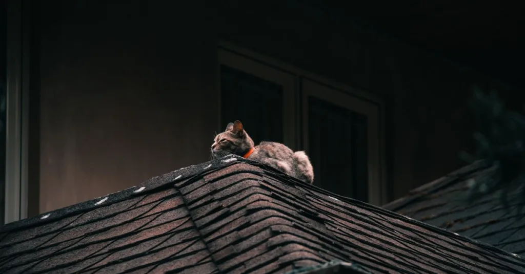 découvrez combien de temps un chat peut rester seul à la maison en toute sécurité et comment bien préparer son environnement pour son bien-être.