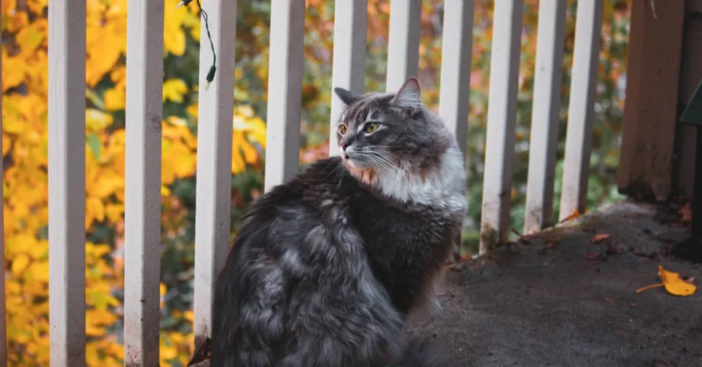 découvrez comment sécuriser votre balcon pour protéger votre chat et lui offrir un espace extérieur sûr et agréable.