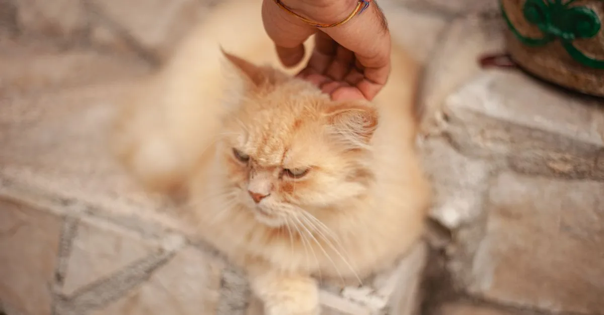 découvrez pourquoi un chat peut mordre pendant les caresses, les signes à surveiller et comment réagir pour préserver une relation harmonieuse avec votre animal.