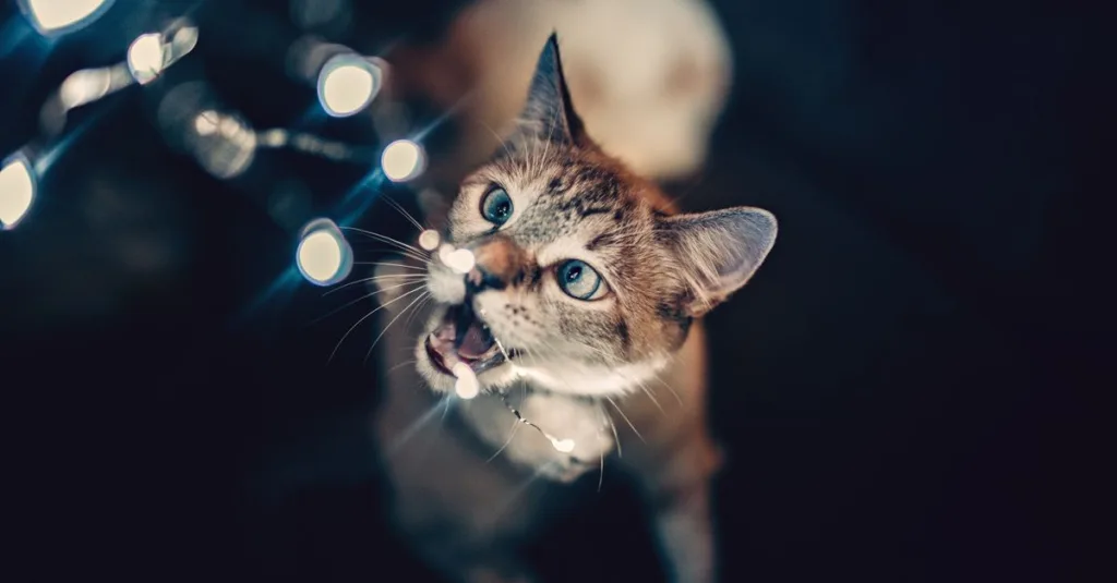 découvrez pourquoi votre chat mord pendant les caresses et comment mieux comprendre son comportement pour des moments de complicité sans morsures.