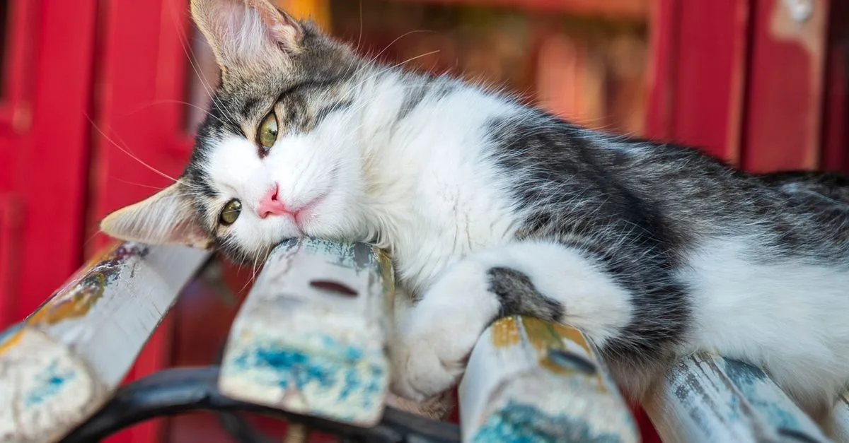 découvrez comment reconnaître et combattre l'ennui chez votre chat grâce à des activités et astuces adaptées pour stimuler son esprit et son corps.