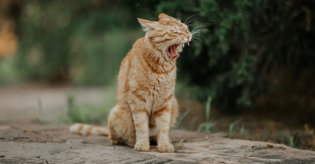 découvrez comment reconnaître et combattre l'ennui chez votre chat pour garantir son bien-être et son bonheur au quotidien.