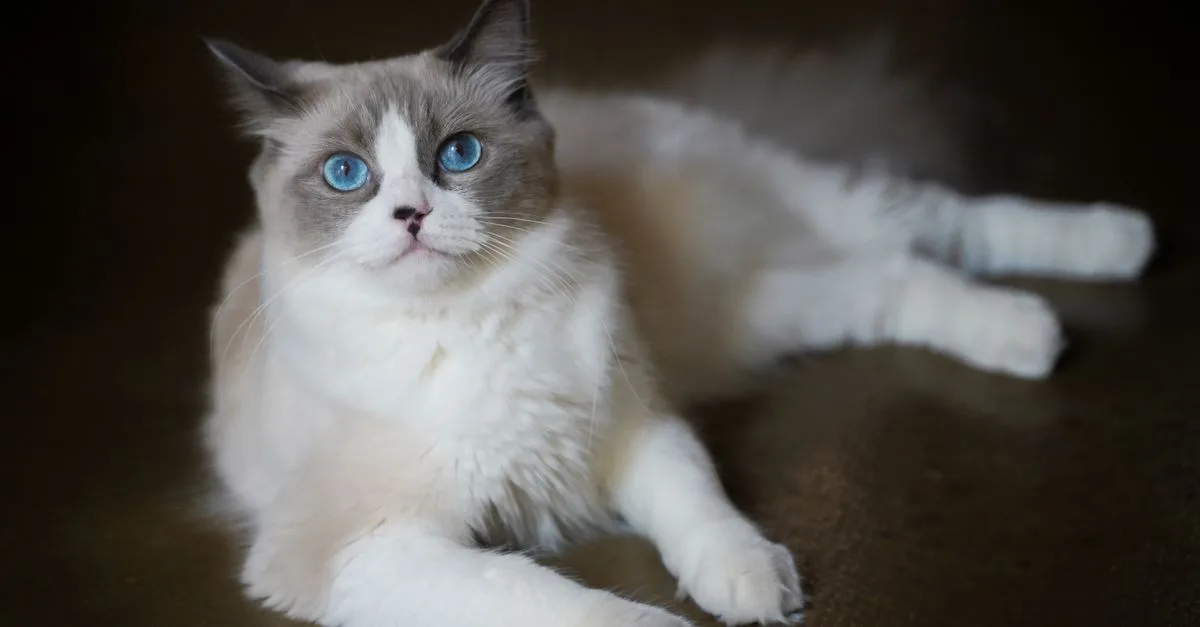 découvrez comment choisir la race de chat idéale en fonction de votre style de vie, de votre personnalité et de vos préférences pour un compagnon félin parfait.