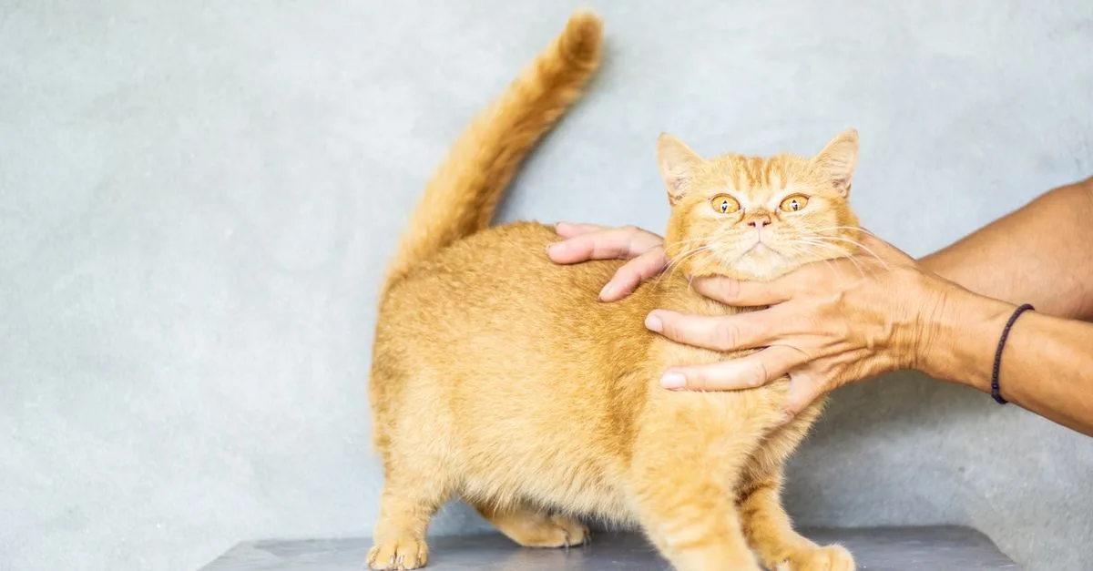 conseils et astuces pour le soin et le bien-être de votre chat : alimentation, santé, hygiène et comportement.