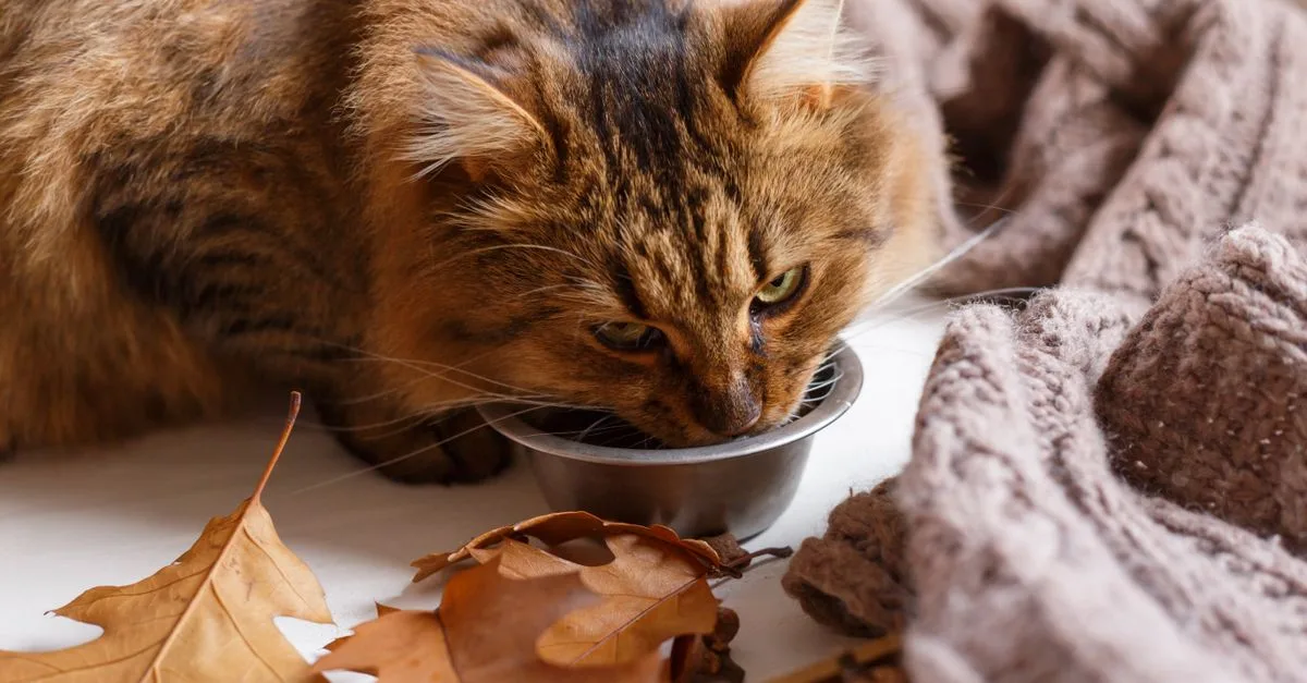 découvrez les causes, symptômes et solutions pour la consommation excessive d'alcool chez le chat afin d'assurer sa santé et son bien-être.