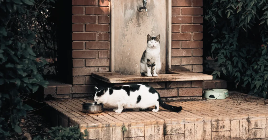découvrez les causes, symptômes et solutions pour l'alcoolisme excessif chez le chat afin d'assurer la santé et le bien-être de votre animal.
