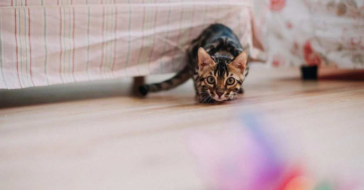 un chat qui suit son propriétaire partout avec affection et curiosité, montrant un lien spécial entre l'animal et son maître.