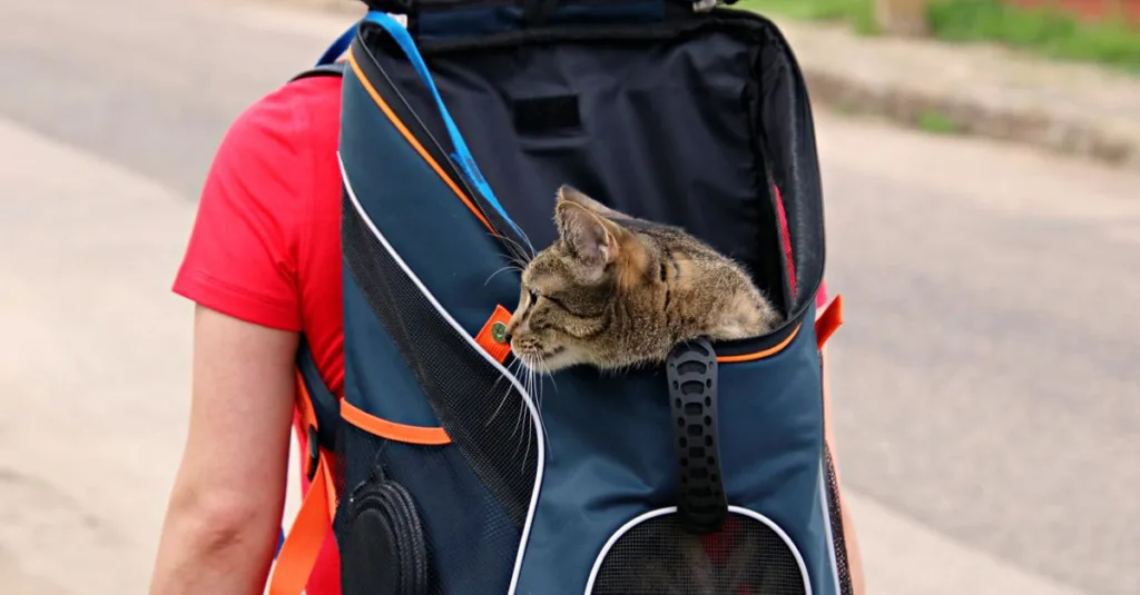 un chat qui suit son propriétaire partout, démontrant amour et fidélité au quotidien.