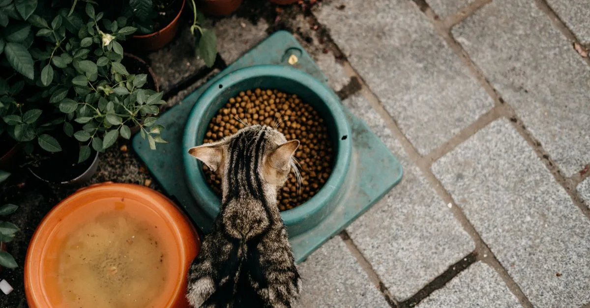 découvrez comment déterminer la portion idéale de nourriture pour votre chat afin d'assurer sa santé et son bien-être au quotidien.