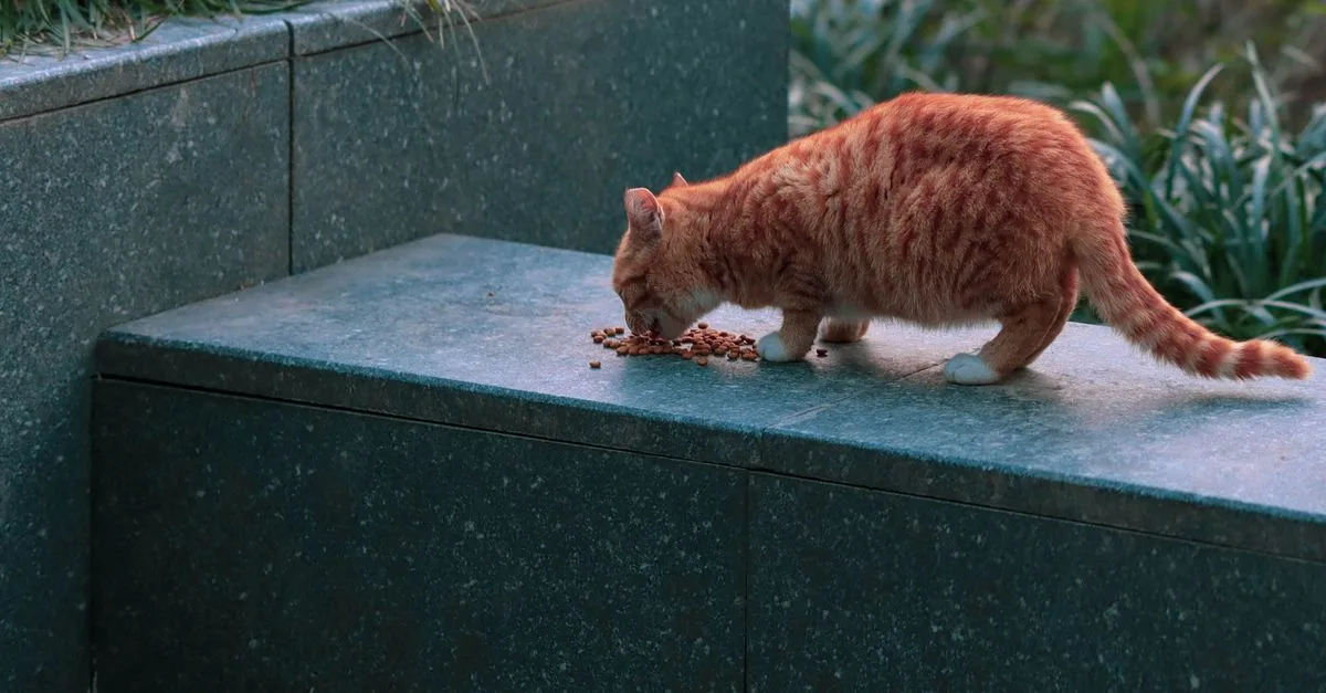 découvrez les raisons courantes du refus de la nourriture chez les chats et des conseils pour encourager votre félin à manger sainement.
