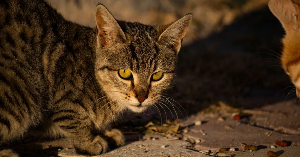 découvrez les raisons pour lesquelles votre chat refuse sa nourriture et des conseils pour l'encourager à manger sainement.