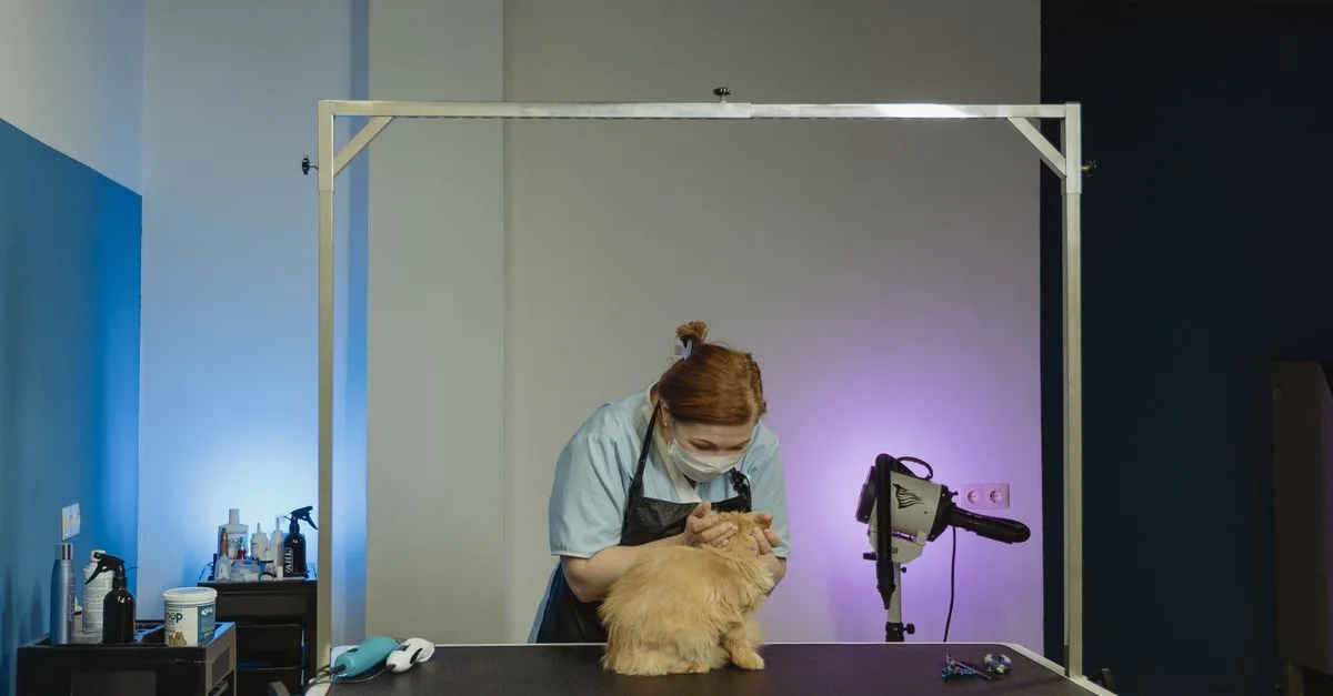 découvrez les meilleures méthodes pour éliminer les poils de chat efficacement et garder votre maison propre et sans allergènes.
