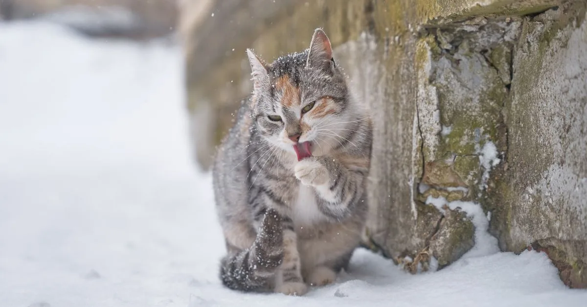 découvrez pourquoi les chats lèchent les cheveux et ce que ce comportement signifie pour leur relation avec vous.