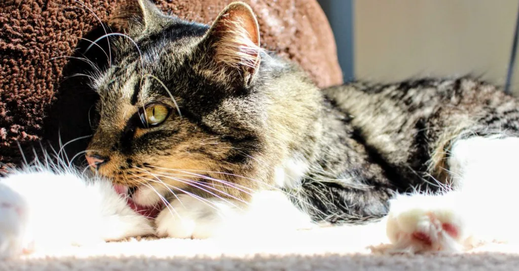 un chat qui se lèche les poils, un geste de toilettage et de soin naturel.