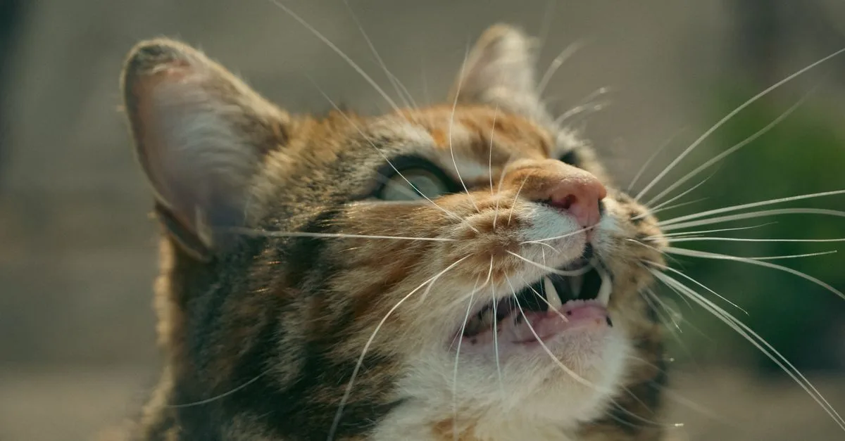 découvrez pourquoi votre chat miaule la nuit et comment apaiser ses vocalises nocturnes pour des nuits paisibles.