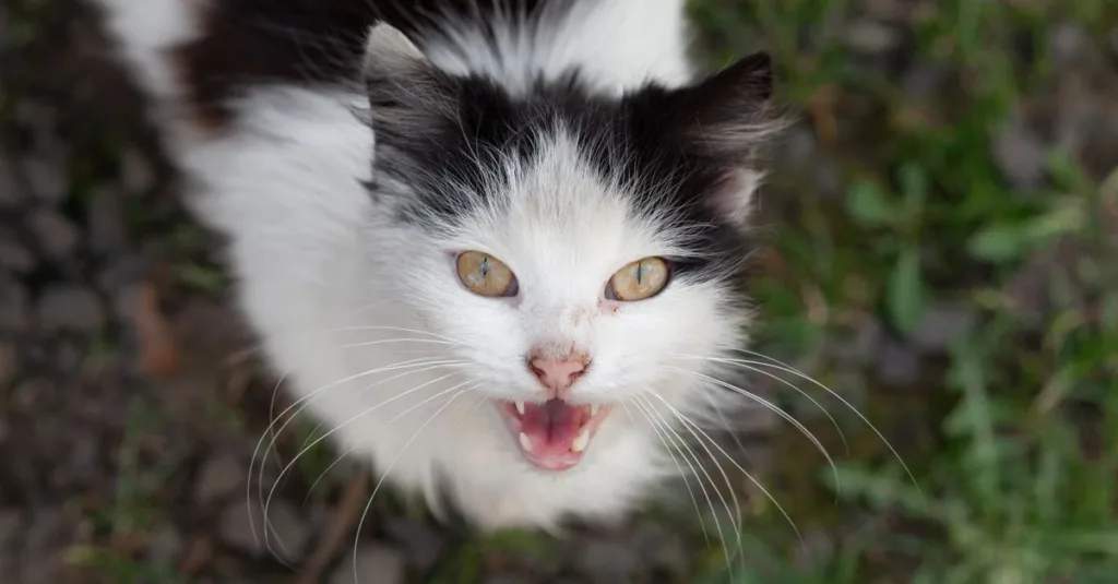 découvrez pourquoi votre chat miaule la nuit et comment apaiser ses pleurs nocturnes pour un sommeil paisible.