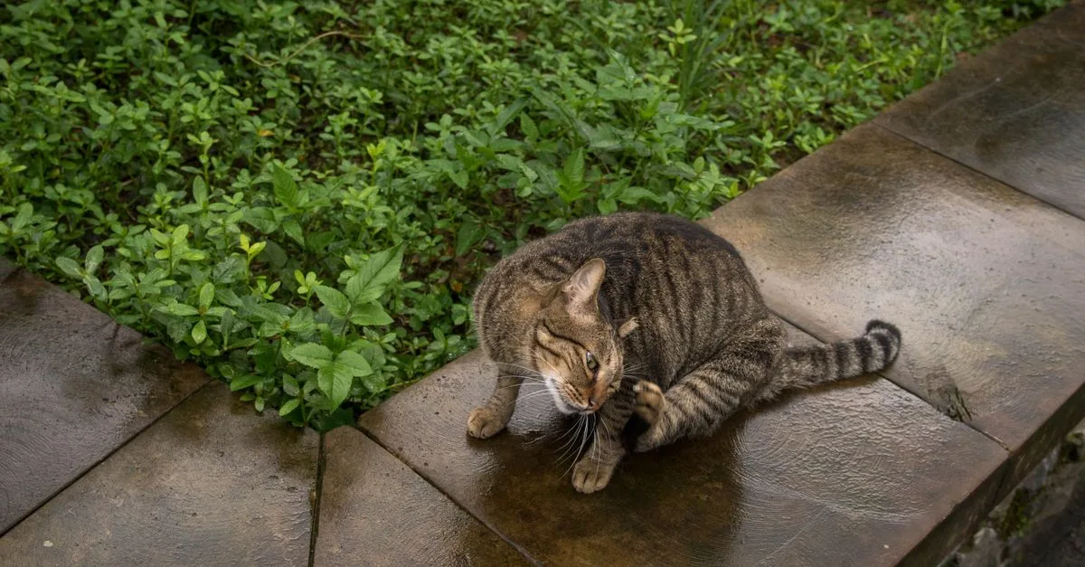 découvrez pourquoi les chats griffent, comment protéger vos meubles, et les meilleures solutions pour canaliser ce comportement naturel de votre animal.