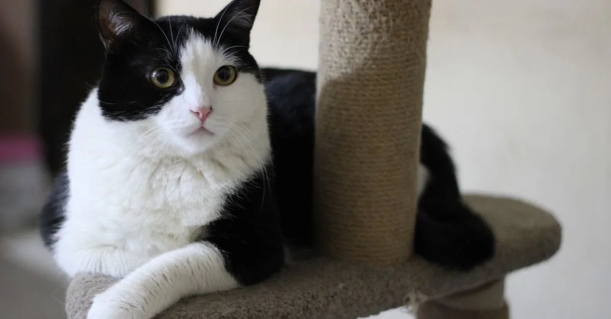 découvrez comment choisir le griffoir idéal pour votre chat en fonction de ses préférences et habitudes de griffade, pour préserver vos meubles et offrir à votre animal un espace adapté.