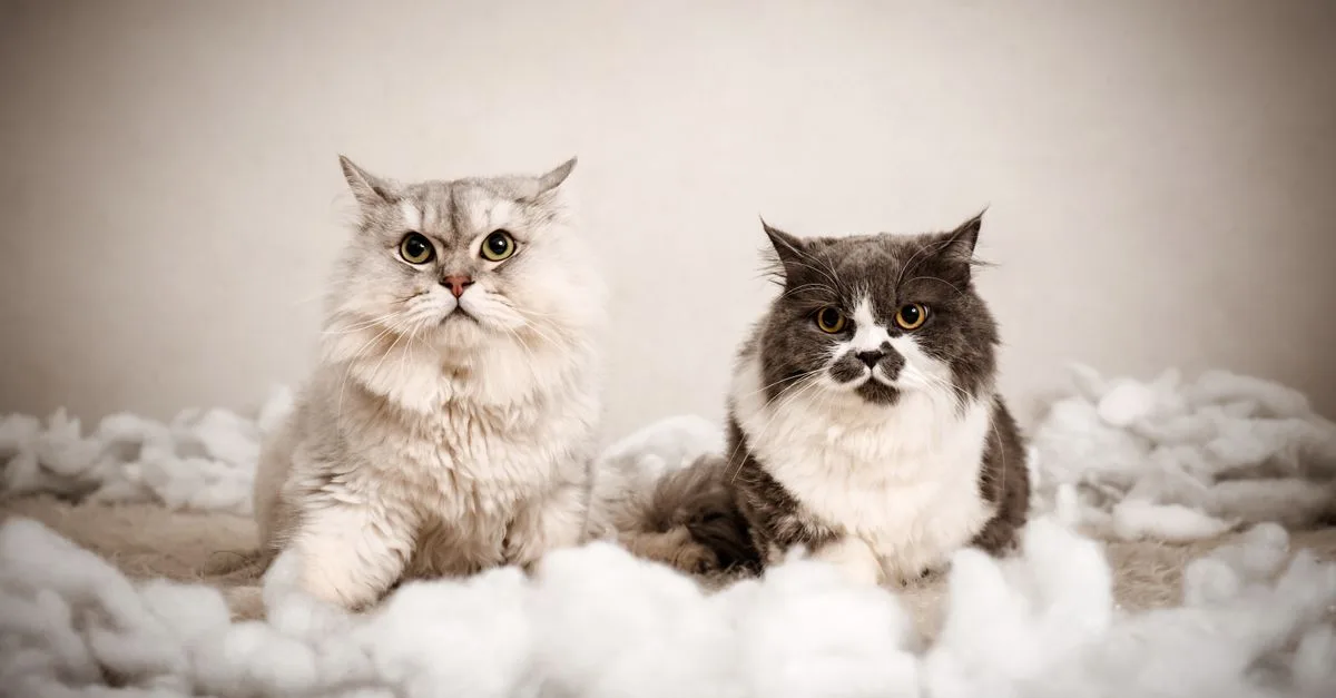 découvrez pourquoi votre chat perd ses poils, comment gérer la mue et garder votre maison propre grâce à nos conseils pratiques sur la perte de poils chez le chat.