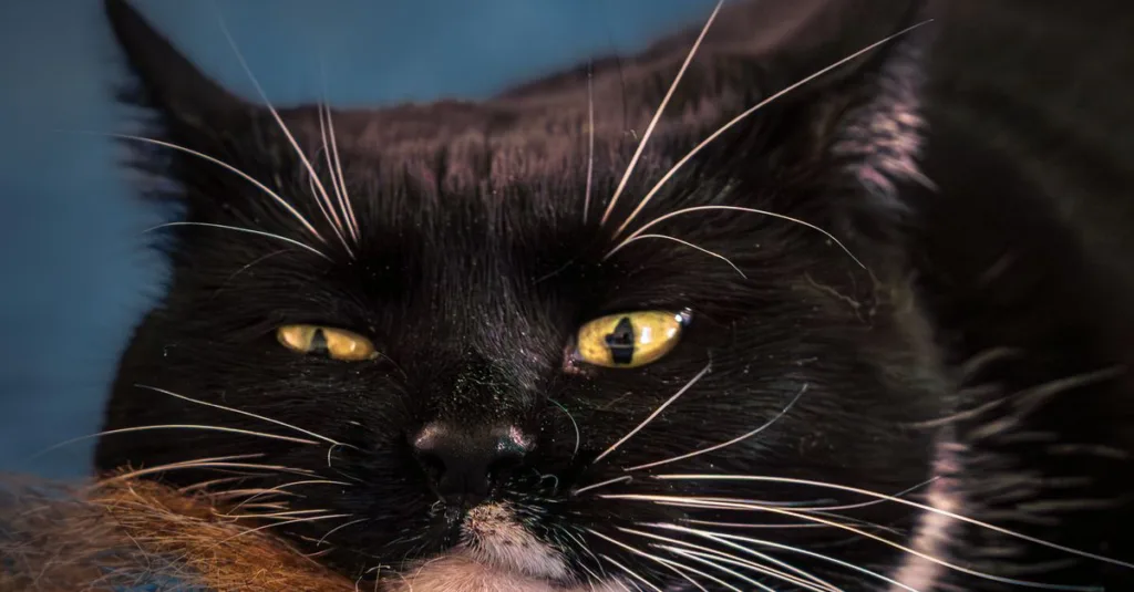 découvrez les raisons de la perte de poils chez le chat et comment gérer efficacement la mue pour garder votre compagnon propre et en bonne santé.