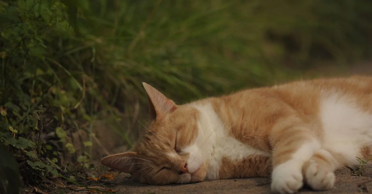 un chat qui dort toute la journée, profitant du confort et de la tranquillité pour se reposer pleinement.