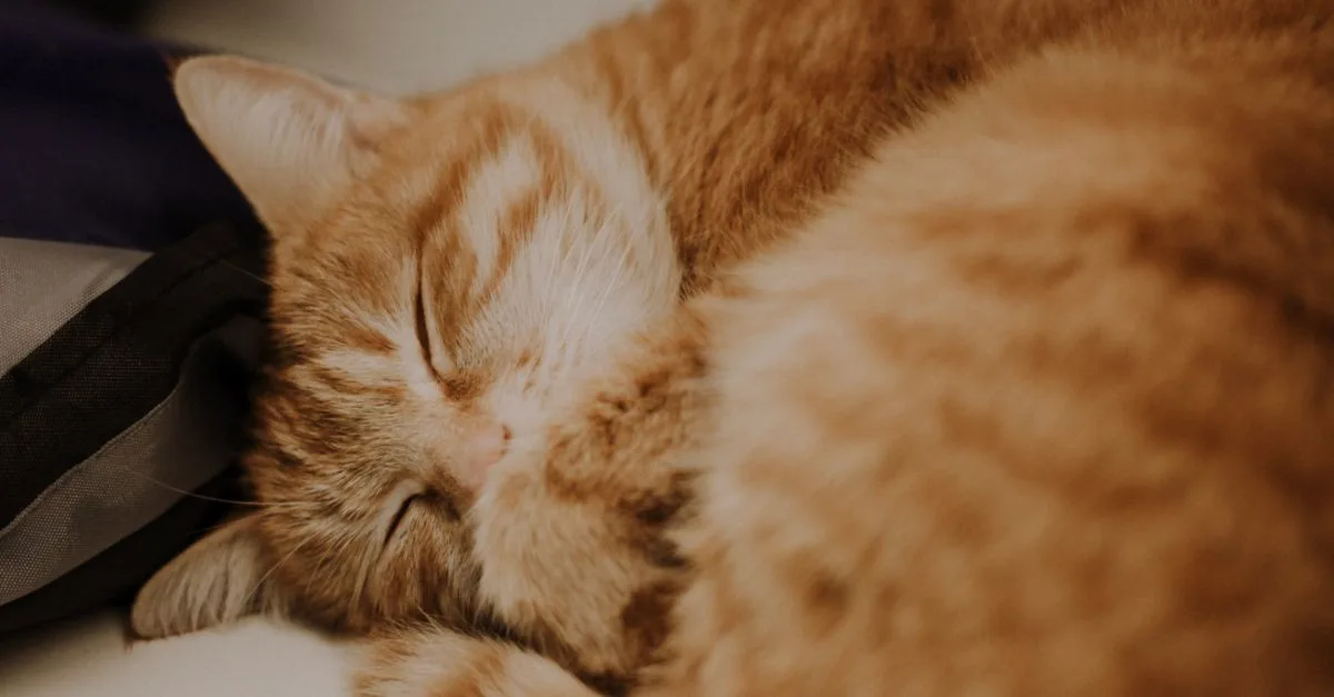 un chat endormi paisiblement sur son propriétaire, un moment de tendresse et de complicité entre l'animal et son humain.