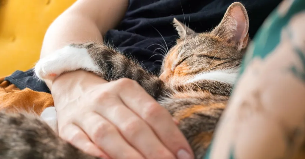 un chat endormi paisiblement sur son propriétaire, symbolisant un moment de tendresse et de complicité entre l'animal et son humain.