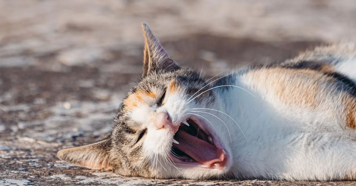 découvrez pourquoi votre chat éternue, les causes possibles et comment prendre soin de sa santé respiratoire pour qu'il se sente mieux rapidement.