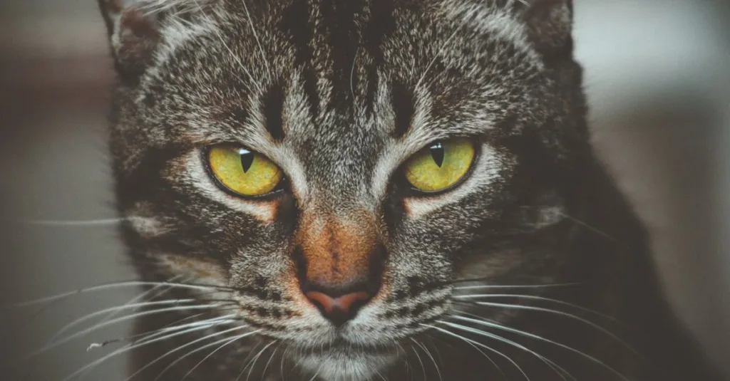 un chat qui fixe intensément, capturant son regard captivant et mystérieux.