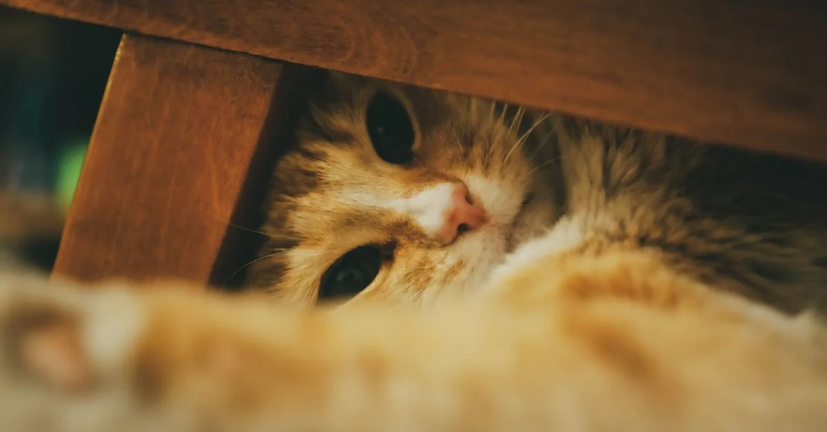 jouet pour chat caché : stimulez l'instinct de chasse de votre félin avec un jouet interactif et amusant à découvrir.