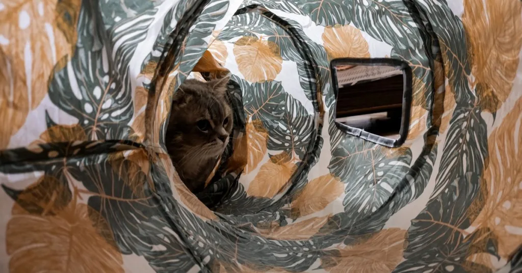 jouet pour chat caché : stimulez l'instinct de chasse et l'amusement de votre félin avec des jouets ingénieux à dissimuler.