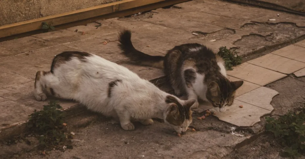 découvrez les causes possibles des vomissements chez le chat après avoir mangé, et trouvez des conseils pour aider votre animal à se sentir mieux rapidement.