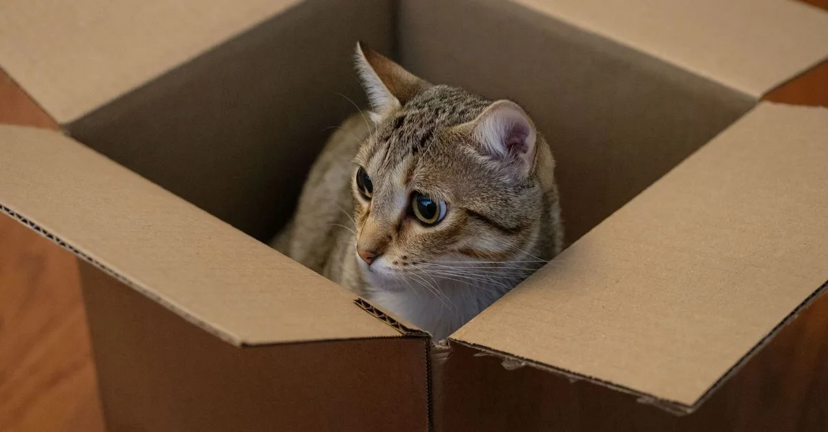 découvrez pourquoi votre chat fait des zoomies après être allé dans sa litière et comment gérer ce comportement énergique.