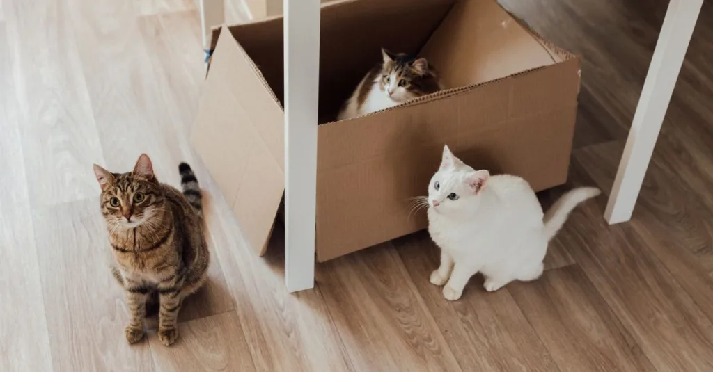 découvrez pourquoi votre chat fait des zoomies après être passé dans sa litière et comment gérer ce comportement énergique et amusant.