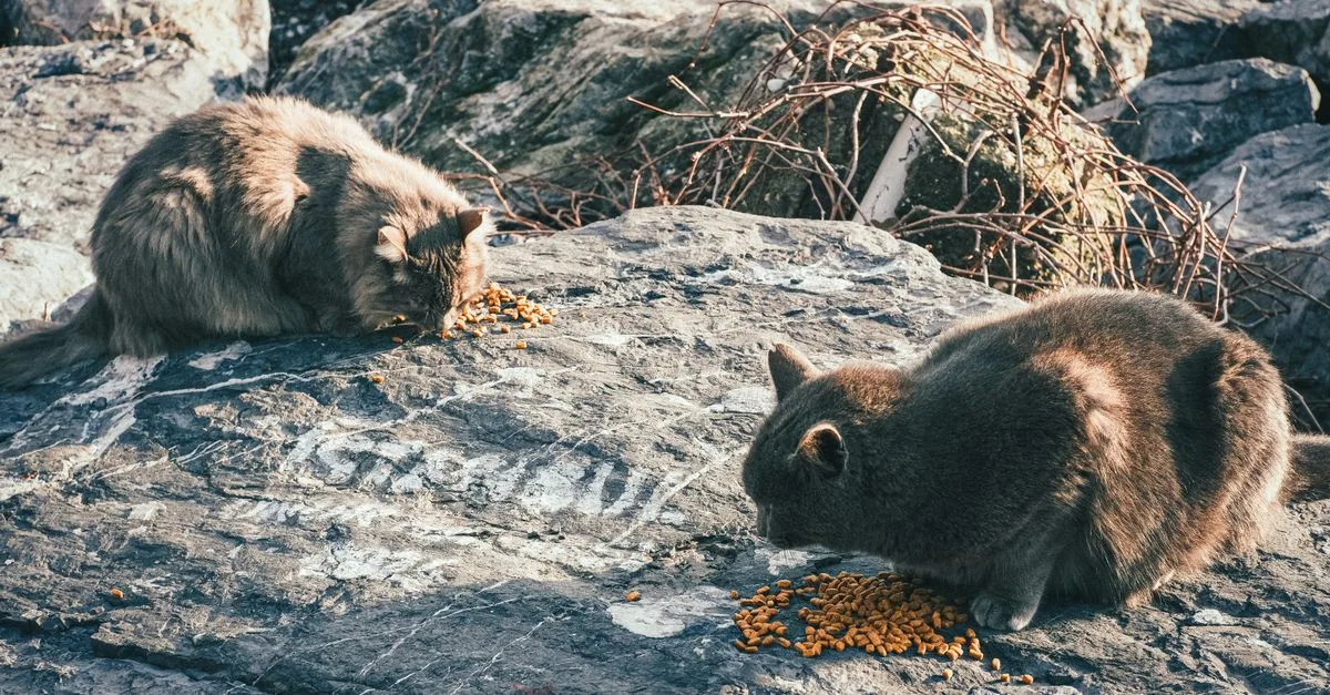 découvrez les aliments dangereux pour les chats et comment protéger votre compagnon félin des intoxications alimentaires.