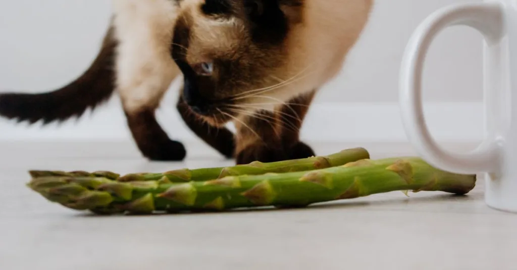 découvrez les aliments dangereux pour les chats et apprenez à protéger votre compagnon félin des risques alimentaires.