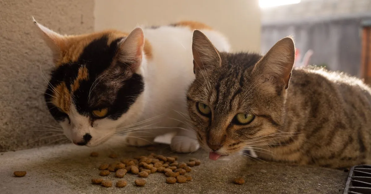 découvrez les principales difficultés alimentaires chez les chats, leurs causes possibles et des conseils pour aider votre compagnon félin à mieux s'alimenter.