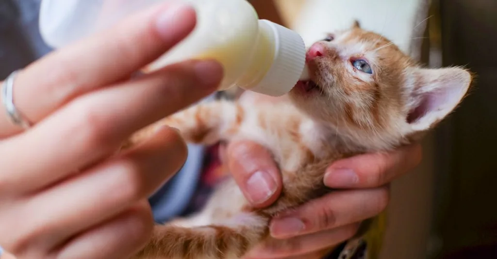 découvrez les causes courantes des difficultés d'alimentation chez les chats, comment les identifier et les solutions pour assurer une bonne nutrition à votre compagnon félin.