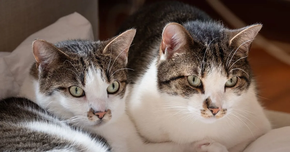 découvrez comment introduire un deuxième chat dans votre foyer en douceur pour assurer une cohabitation harmonieuse entre vos félins.