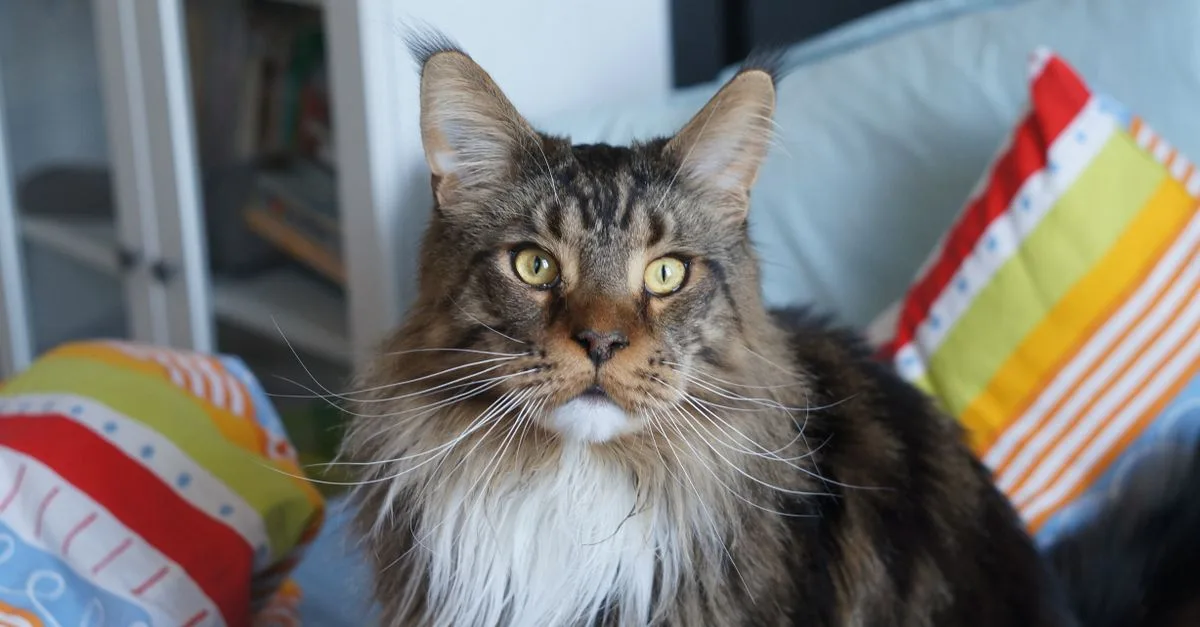découvrez le maine coon, un animal de compagnie familial apprécié pour sa taille imposante, son caractère doux et son intelligence, parfait pour toutes les familles.