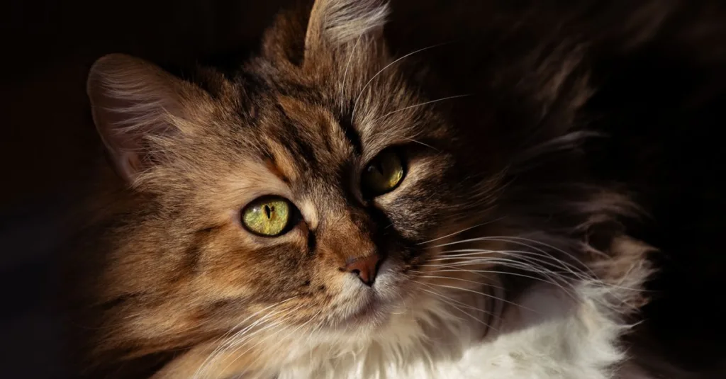 découvrez la tolérance à la chaleur du chat des forêts norvégiennes, ses caractéristiques, et comment assurer son confort par temps chaud.