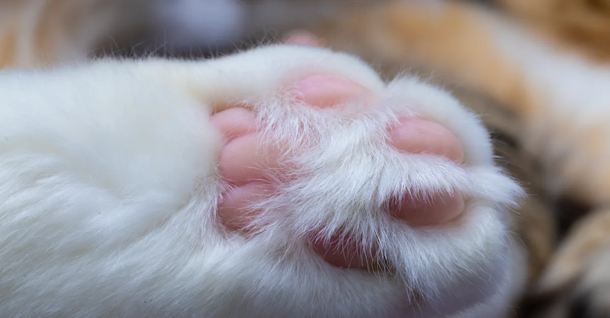 découvrez nos conseils et traitements efficaces pour soigner et protéger les coussinets de vos animaux, assurant leur confort et bien-être au quotidien.